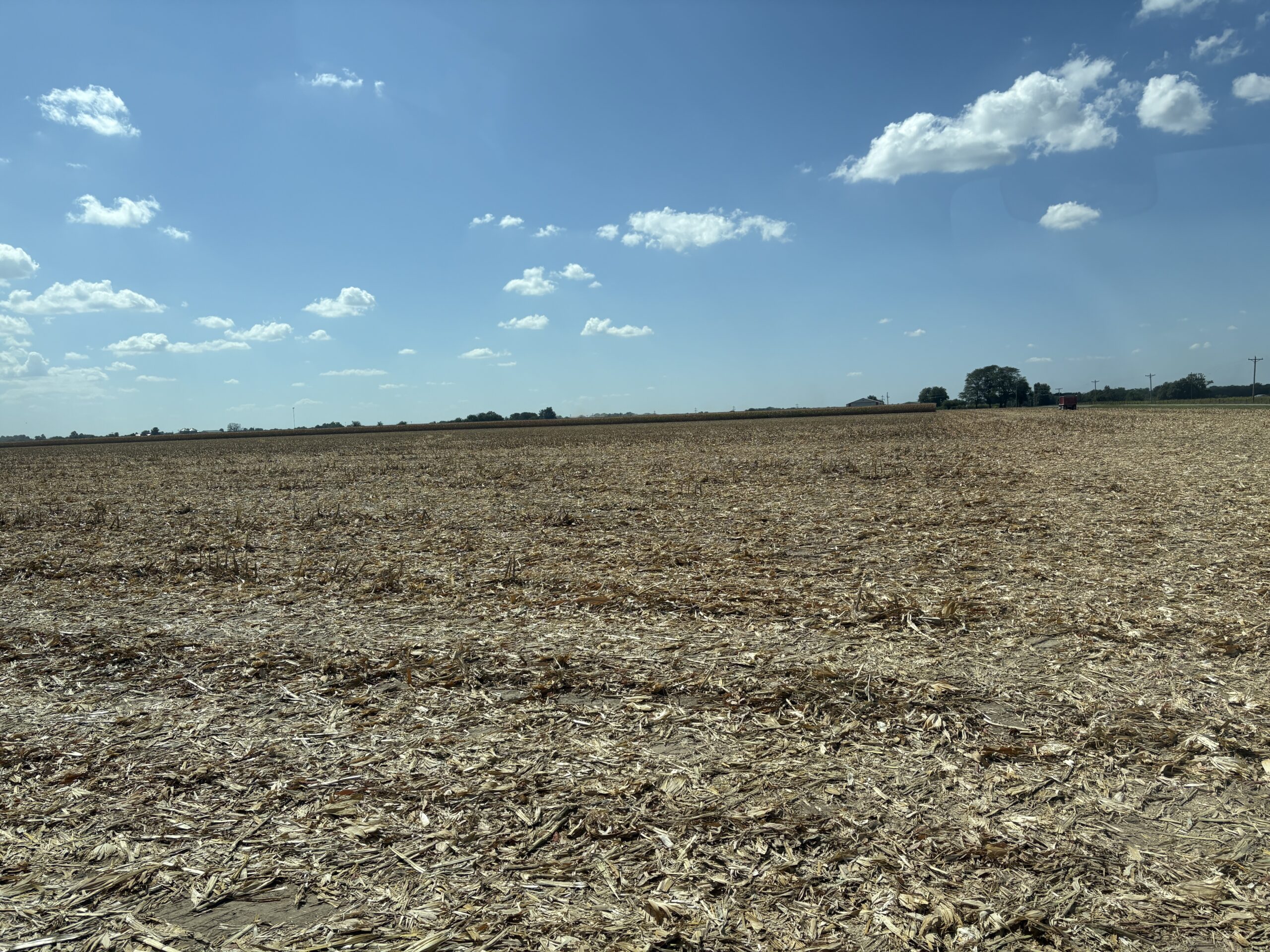 Nearly harvested corn field 