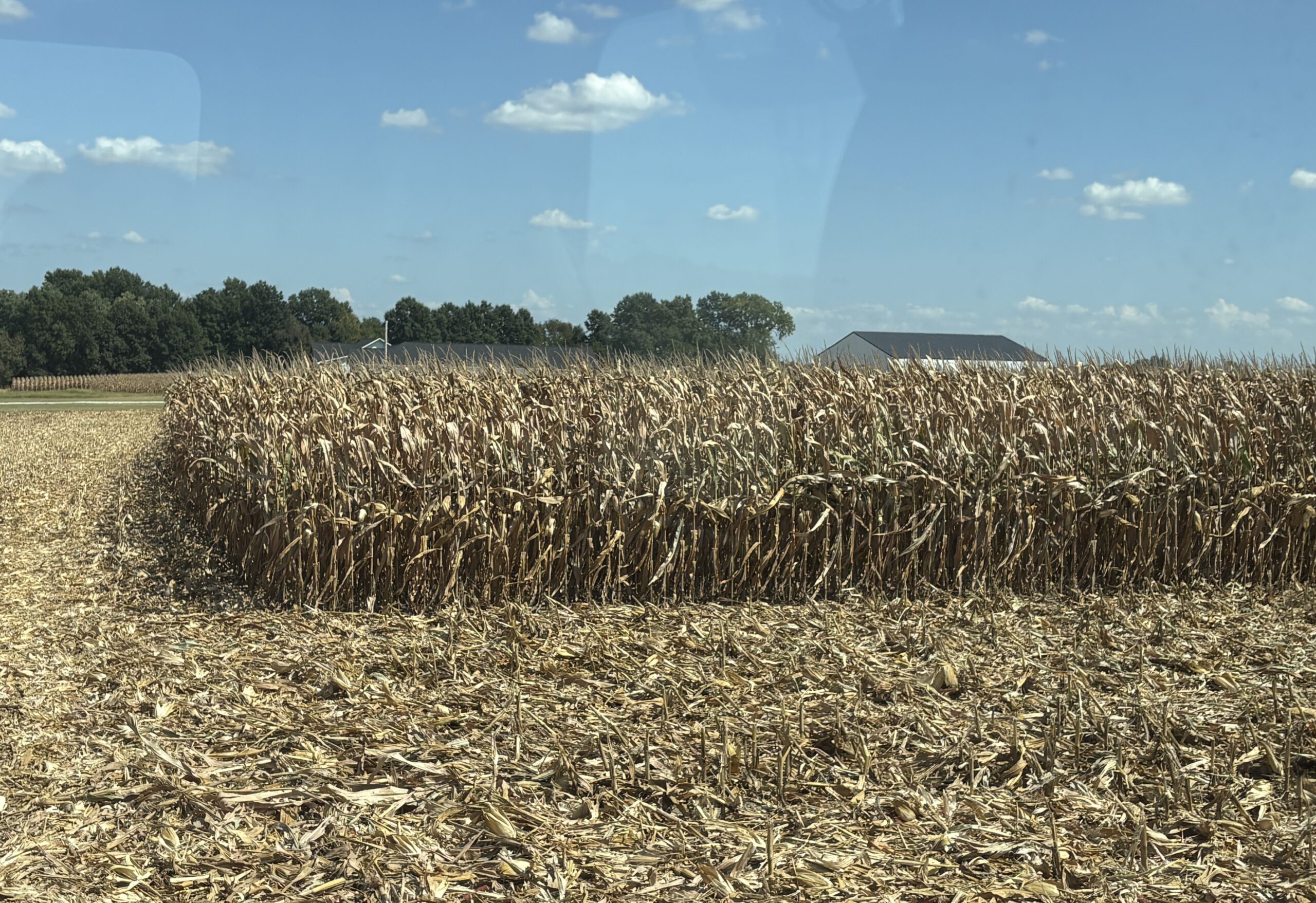 Dry corn ready for harvest