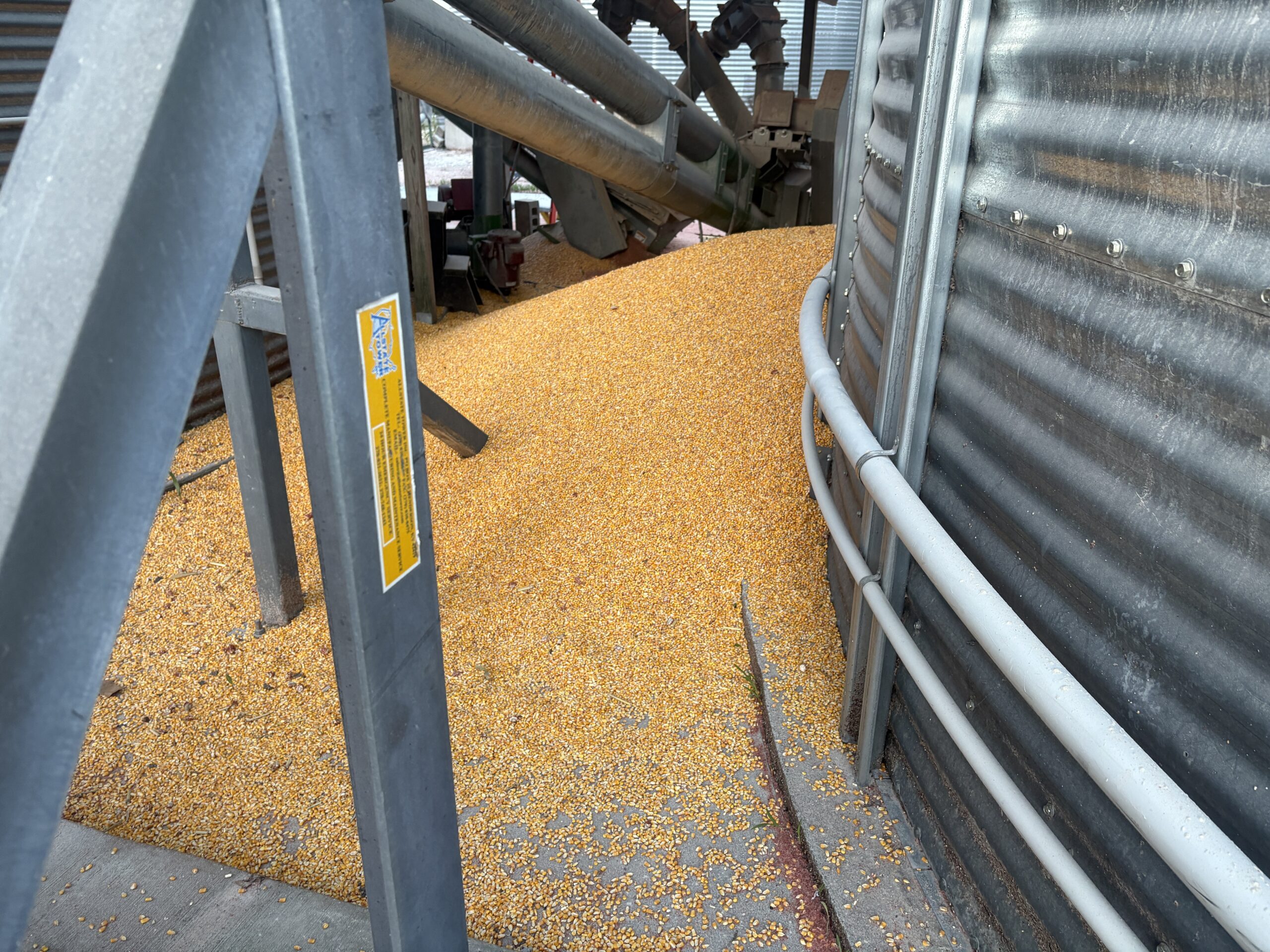 Grain bin over filled with corn
